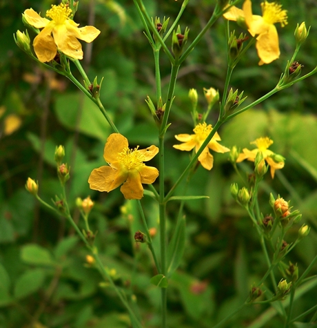 {Hypericum virgatum}
